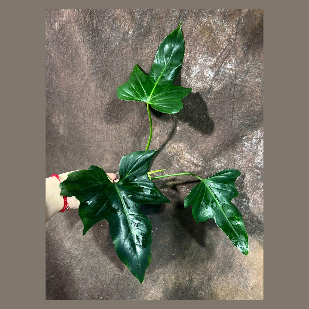 Reverted Golden Dragon Plant in a Nursery Pot- Philodendron Rare Collector Plant - Live Indoor Plant - EXACT Same plant - US Seller
