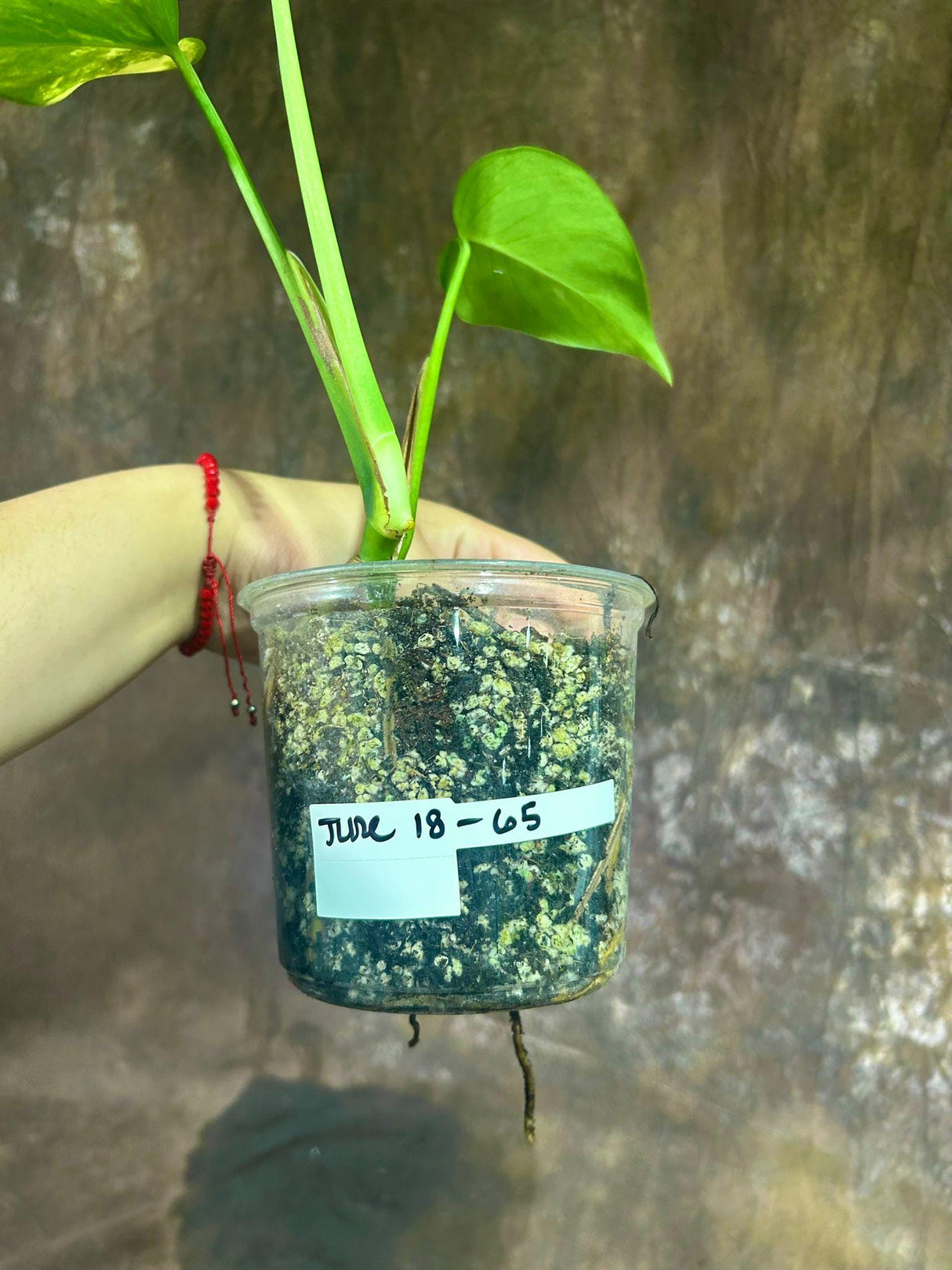 Monstera Aurea Variegated Borsigiana in a Nursery Pot - Monstera Aurea Baby Leaf potted Plant - Monstera Marmota - Same Plant - US Seller