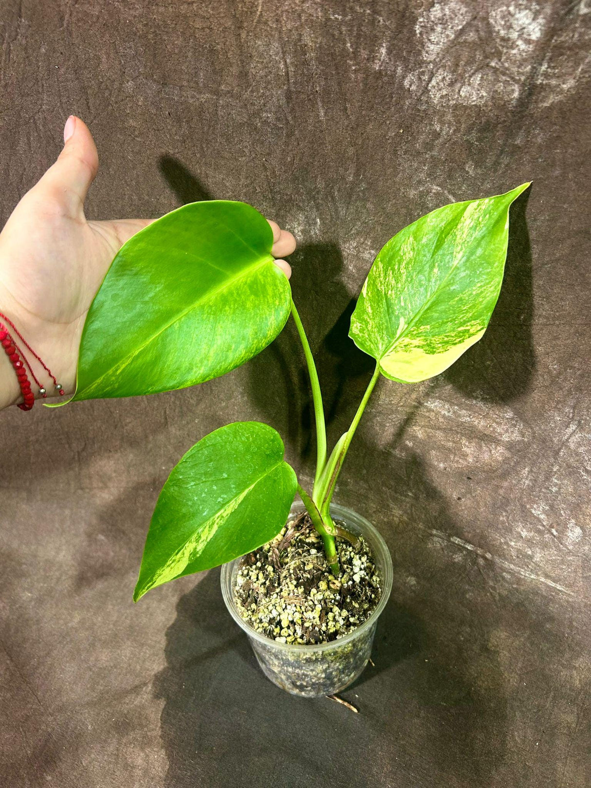 Monstera Aurea Variegated Borsigiana in a Nursery Pot - Monstera Aurea Baby Leaf potted Plant - Monstera Marmota - Same Plant - US Seller