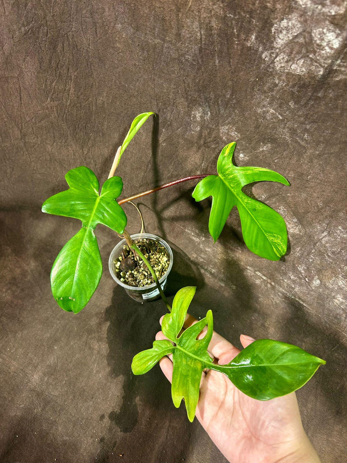 Variegated Philodendron Florida Beauty in a Nursery Pot - Extremely Rare Low Variegated Live Indoor Plant - Rare Collector Plant - US Seller