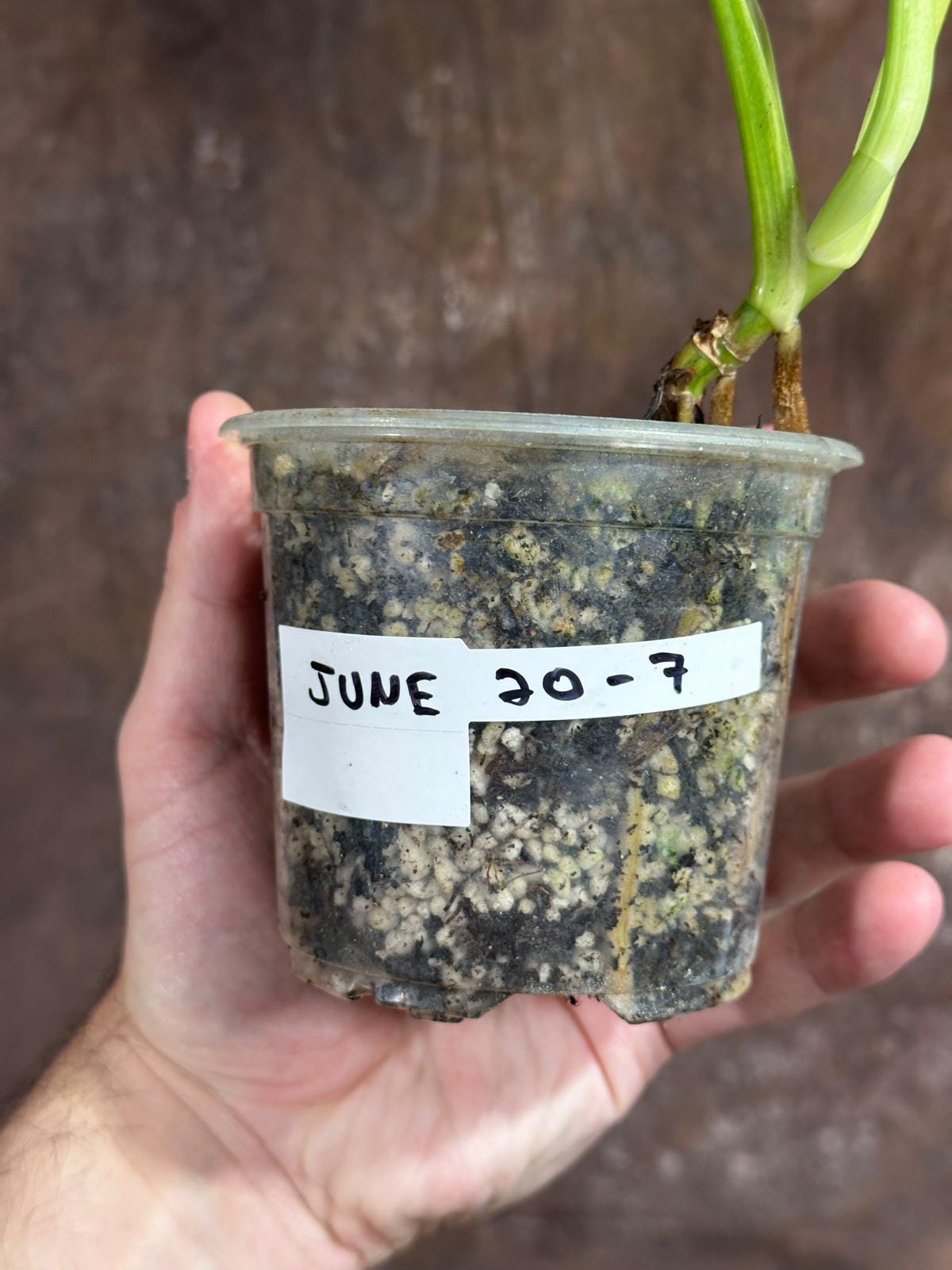 Monstera Aurea Variegated Borsigiana in a Nursery Pot - Monstera Aurea Potted Plant - Monstera Marmota - SAME PLANT as images - US Seller