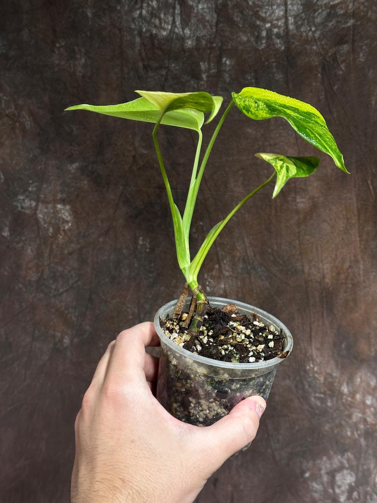 Monstera Aurea Variegated Borsigiana in a Nursery Pot - Monstera Aurea Potted Plant - Monstera Marmota - SAME PLANT as images - US Seller