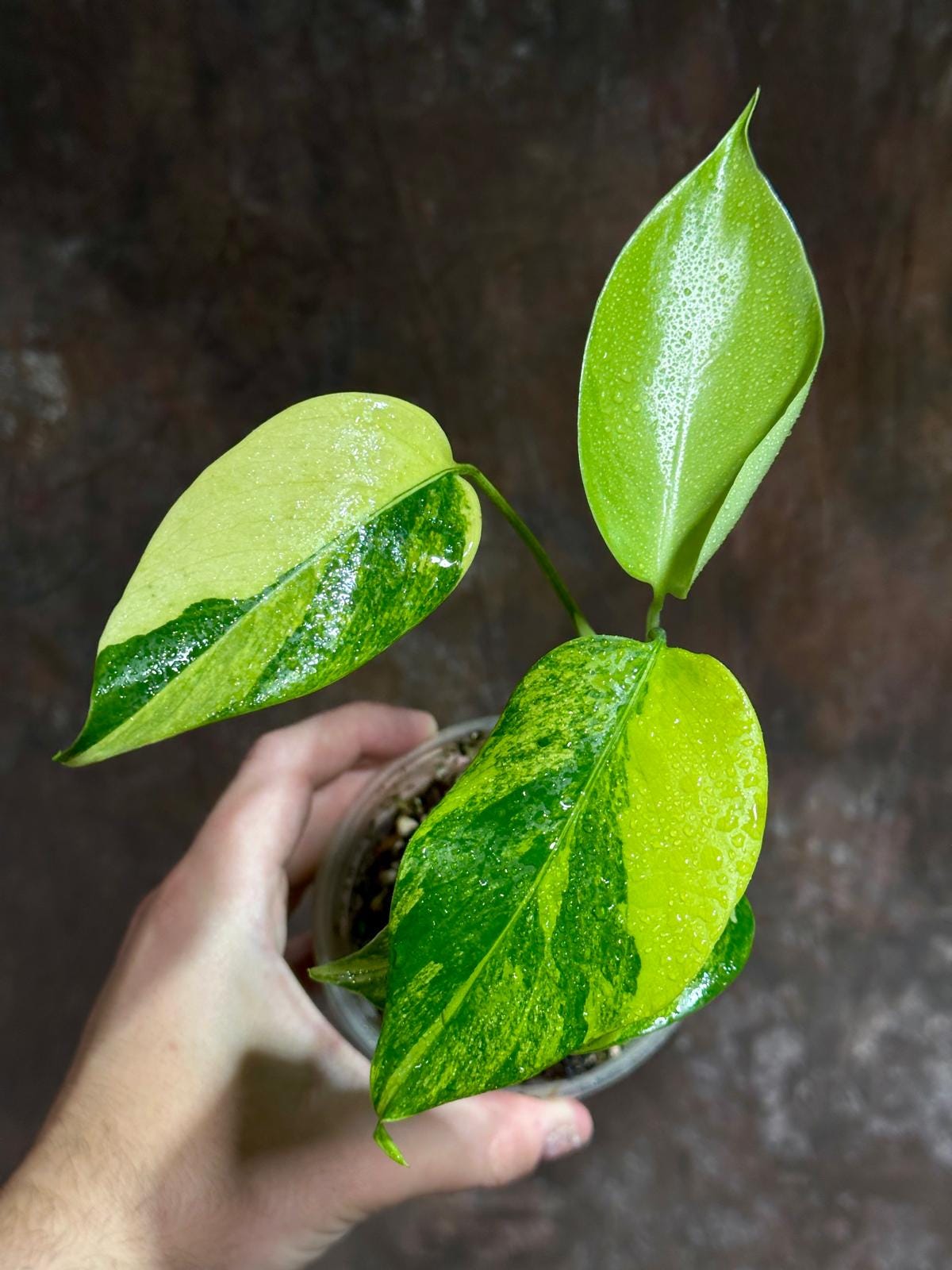 Monstera Aurea Variegated Borsigiana in a Nursery Pot - Monstera Aurea Potted Plant - Monstera Marmota - SAME PLANT as images - US Seller