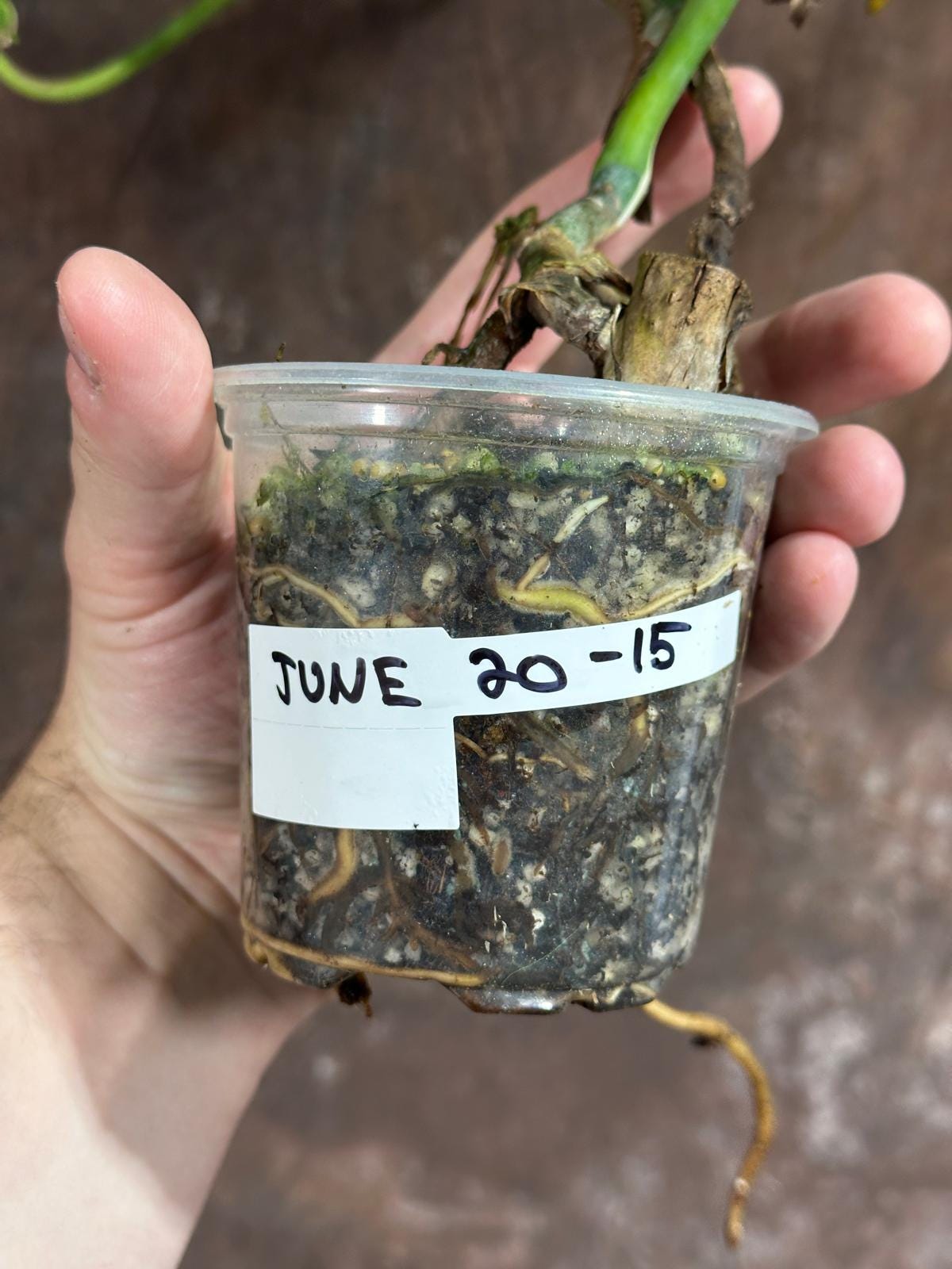 Monstera Aurea Variegated Borsigiana in a Nursery Pot - Monstera Aurea Top Cut potted Plant - Monstera Marmota - Same Plant - US Seller