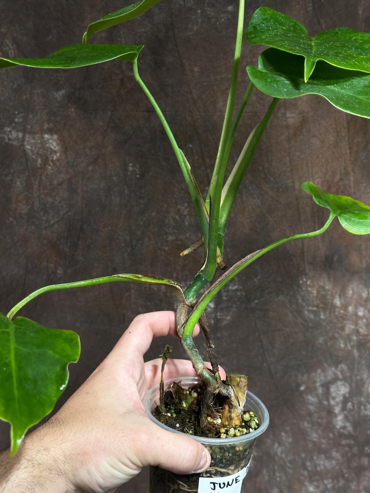 Monstera Aurea Variegated Borsigiana in a Nursery Pot - Monstera Aurea Top Cut potted Plant - Monstera Marmota - Same Plant - US Seller