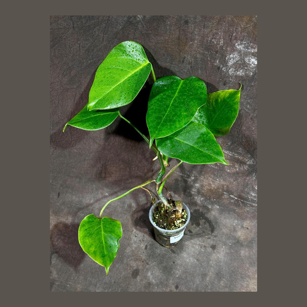 Monstera Aurea Variegated Borsigiana in a Nursery Pot - Monstera Aurea Top Cut potted Plant - Monstera Marmota - Same Plant - US Seller