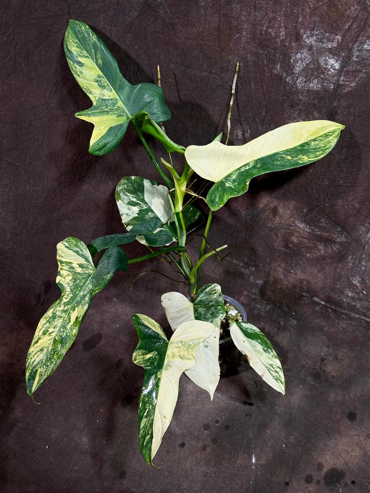 Variegated Philodendron Bipennifolium in a Nursery Pot - Bipennifolium Mature Rare Collector Plant - Exact SAME Live Plant - US Seller