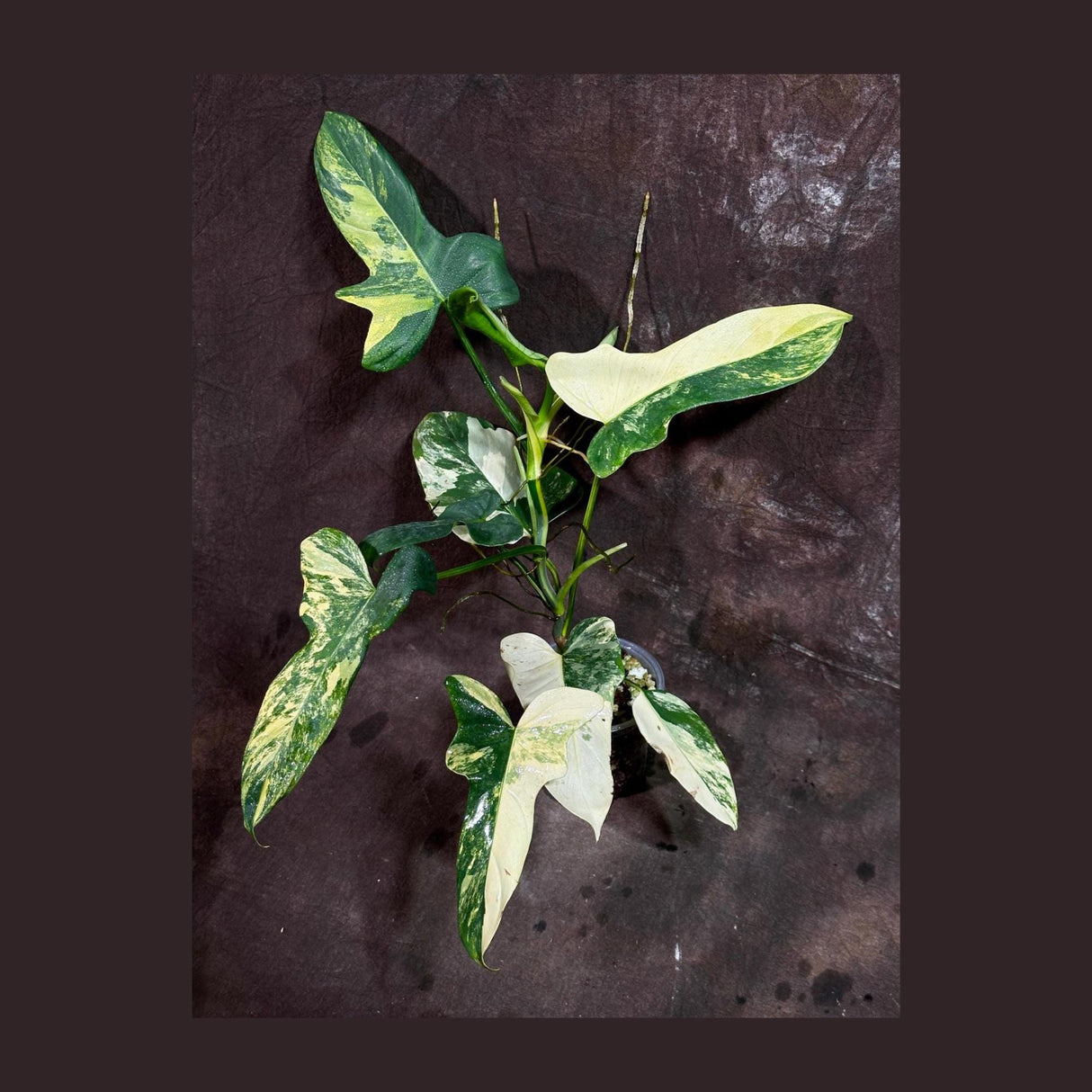 Variegated Philodendron Bipennifolium in a Nursery Pot - Bipennifolium Mature Rare Collector Plant - Exact SAME Live Plant - US Seller