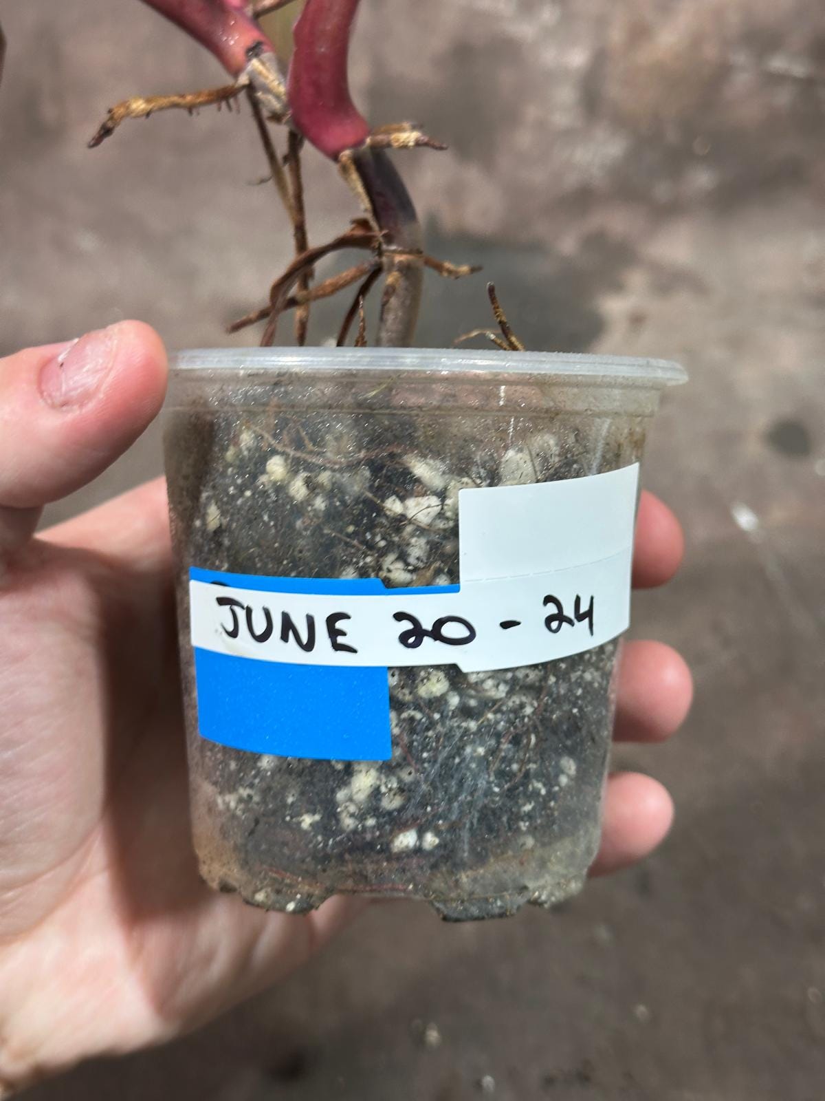 Variegated Philodendron Strawberry Shake in a Nursery Pot - Reverted Strawberry Shake RARE Collector Plant - Live Indoor Plant - Exact Plant