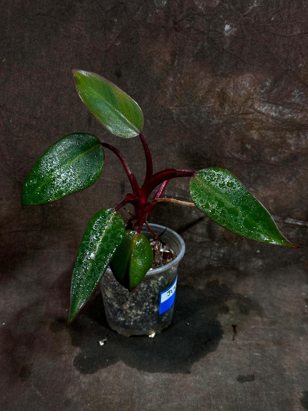 Variegated Philodendron Strawberry Shake in a Nursery Pot - Reverted Strawberry Shake RARE Collector Plant - Live Indoor Plant - Exact Plant