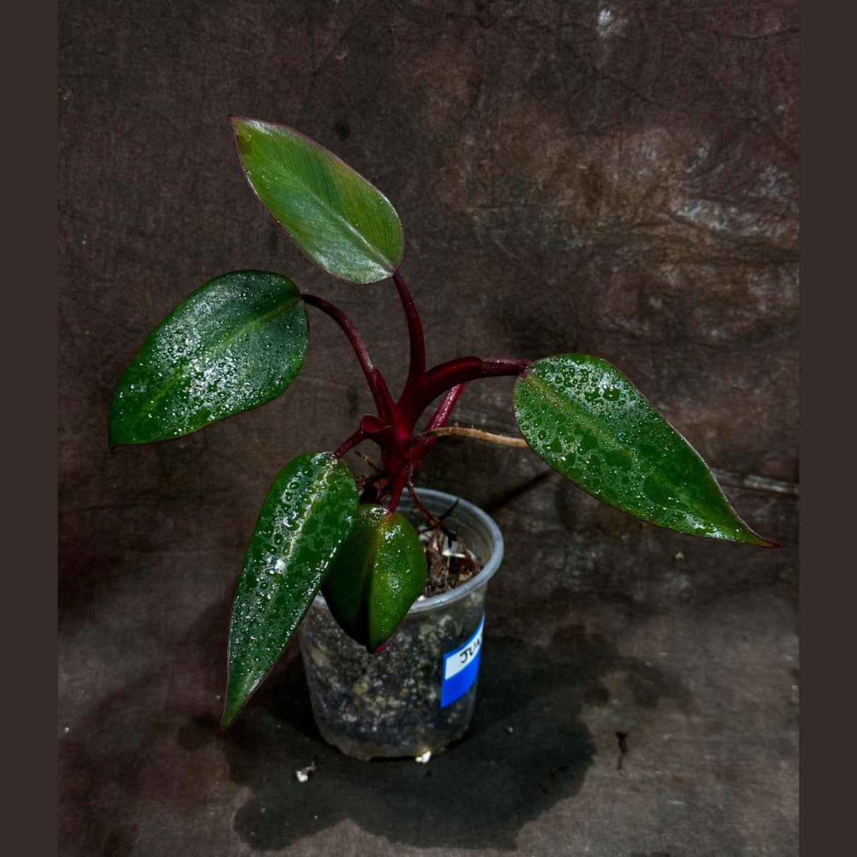 Variegated Philodendron Strawberry Shake in a Nursery Pot - Reverted Strawberry Shake RARE Collector Plant - Live Indoor Plant - Exact Plant