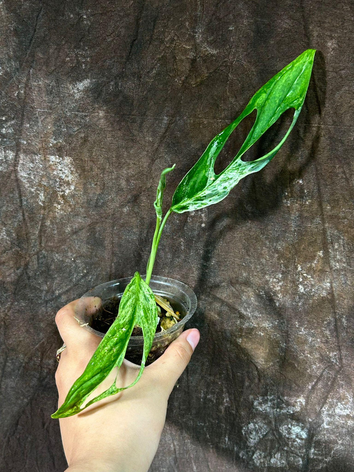 Variegated Monstera Adansonii Mint EXACT Same Plant - Live Adansonii Mint Plant - Beginners Plant - Rare Collector Plant - US Seller