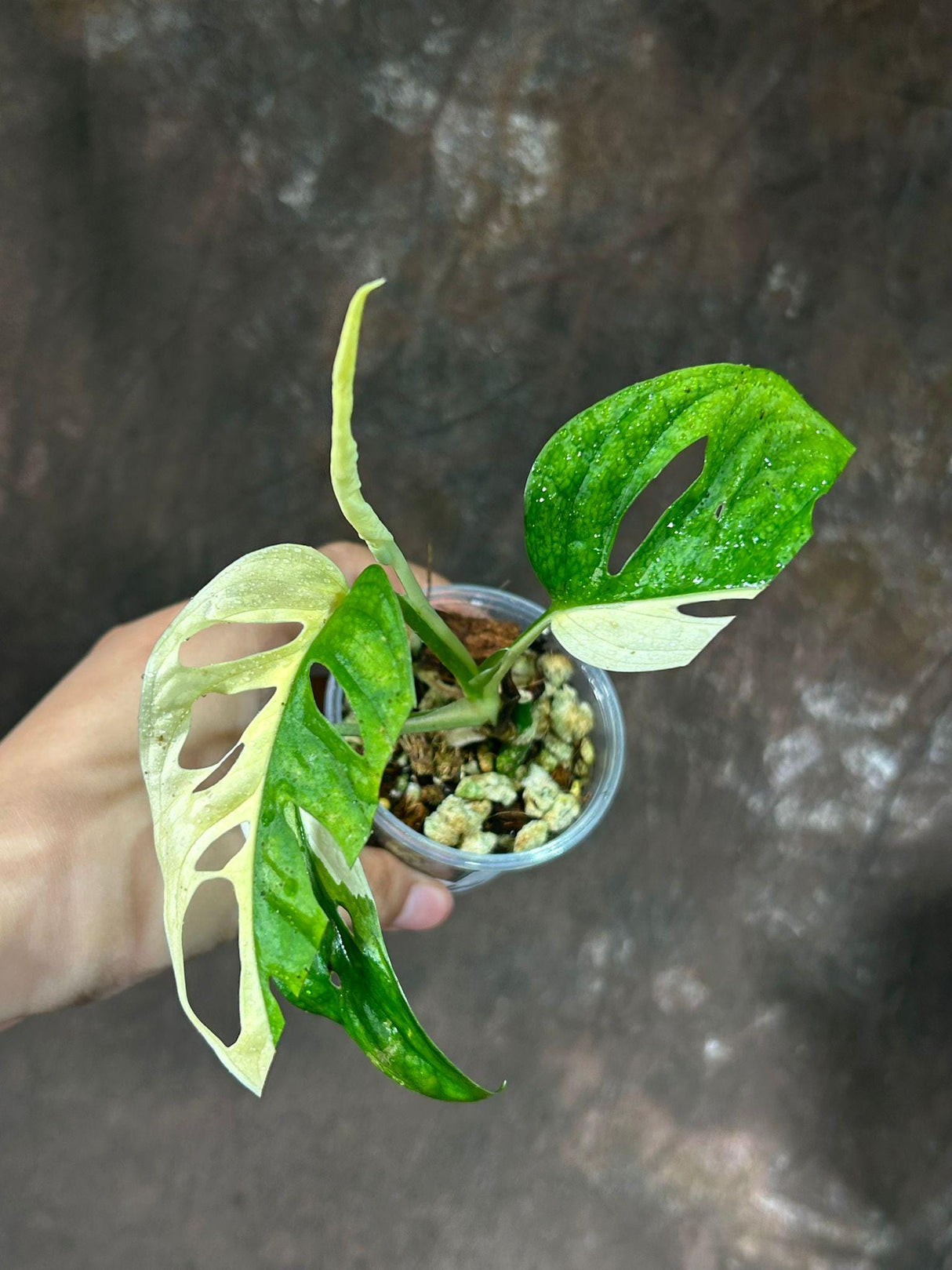 Variegated Monstera Adansonii Albo - Rare Monstera Adansonii Albo- Variegated Adansonii Potted Plant- Exact Same Plant - US SELLER
