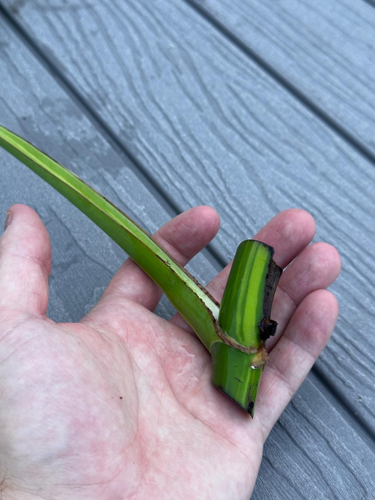 Monstera Aurea Cutting High Variegated Borsigiana - Monstera Aurea Variegata - Monstera Marmota - Gift for Mom - US Seller