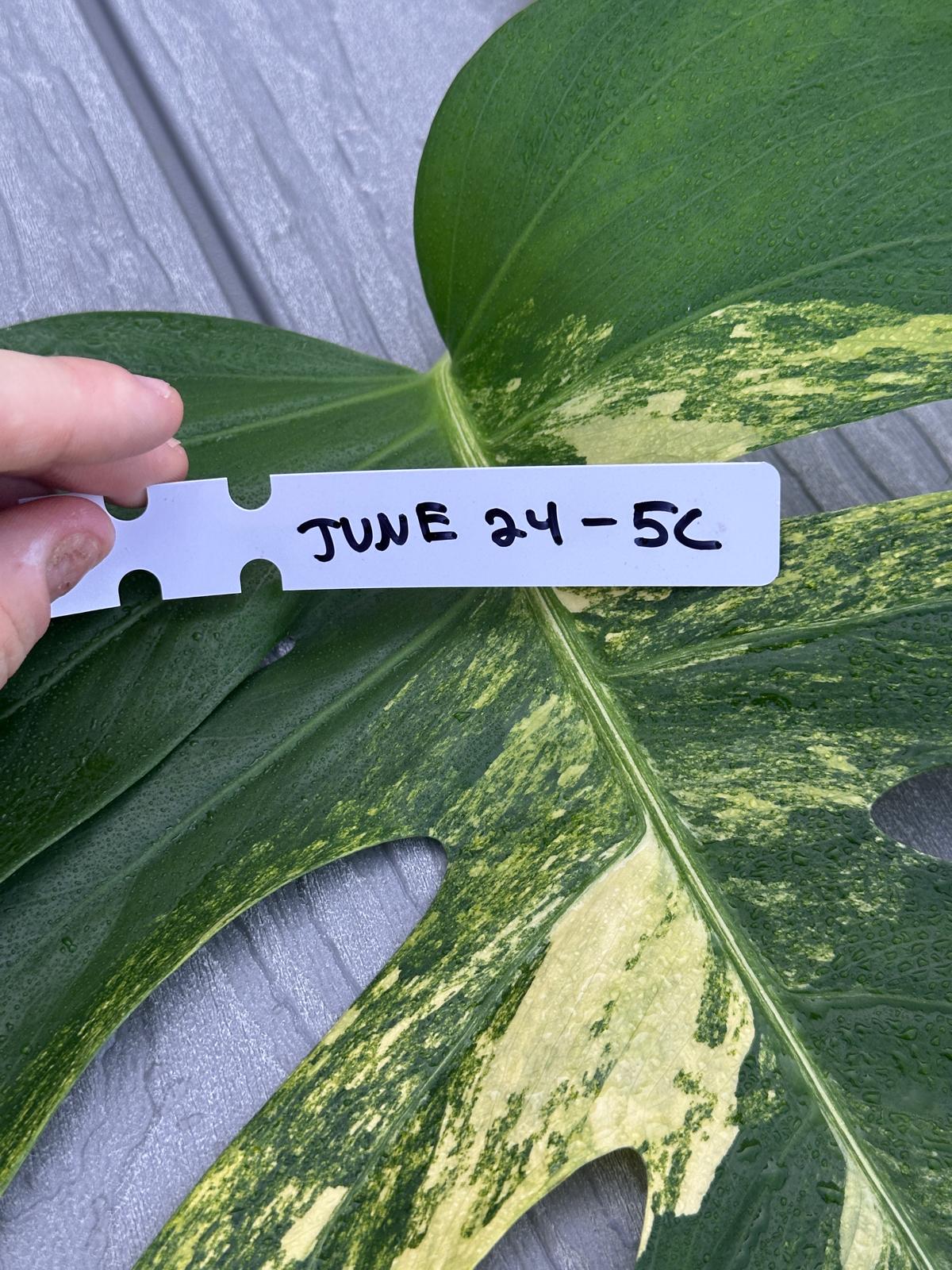 Monstera Aurea Cutting High Variegated Borsigiana - Monstera Aurea Variegata - Monstera Marmota - Gift for Mom - US Seller