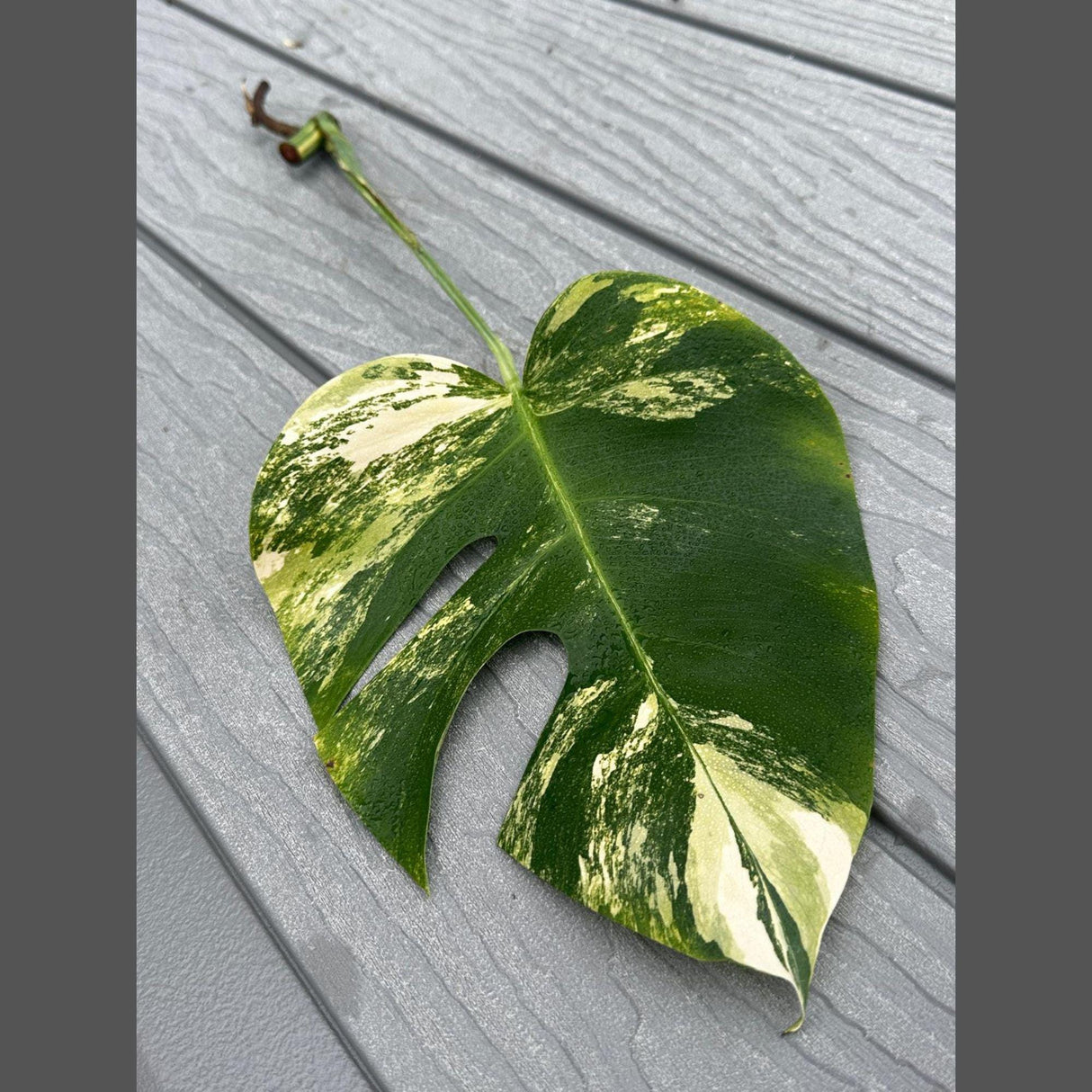 Variegated Monstera Aurea Exact Cutting - Monstera Borsigiana Live Indoor Plant - Monstera Marmota - Beginners Plant-Gift Plant-Us Seller