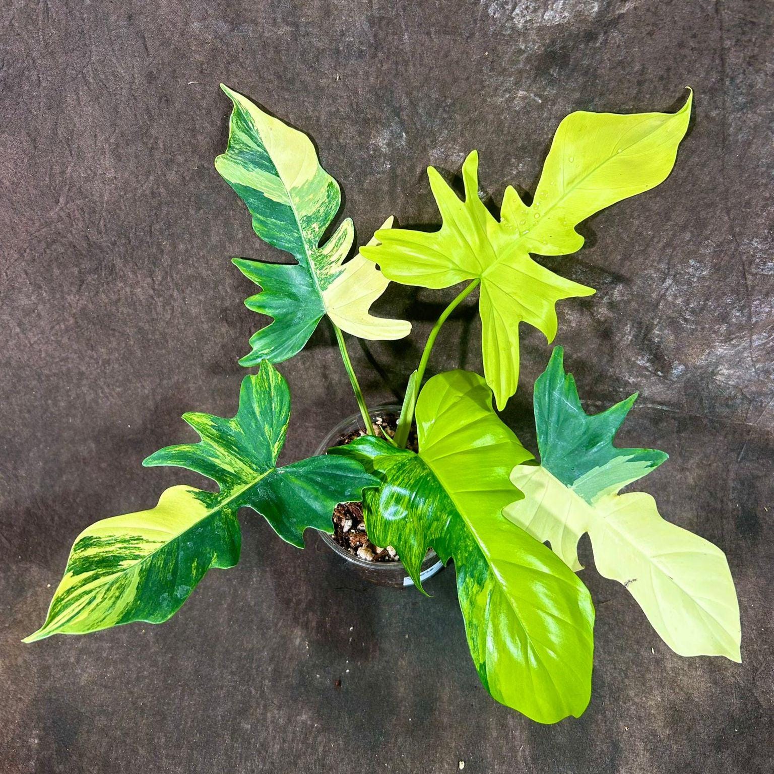 Variegated Philodendron Florida Beauty x Mayoi - Super Rare Live
