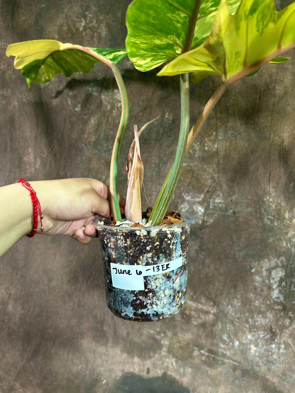 uper Rare Variegated Philodendron Caramel Marble in a Nursery Pot - Easy Care Indoor Plant - Rare Collector Plant | Exact Same Plant