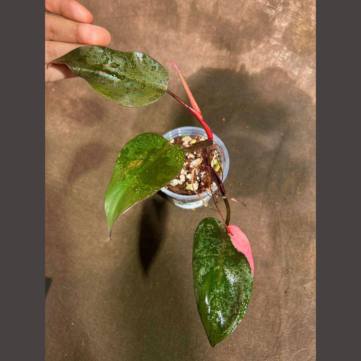 Variegated Philodendron Pink Princess Marble in a Nursery Pot - Indoor Houseplant - Rare Collector Plant - Live Plant - Beginners Plant