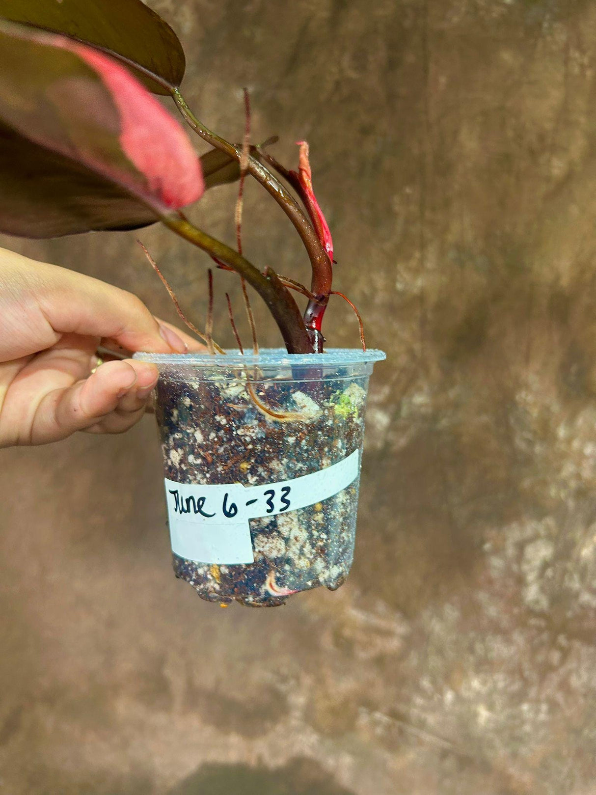 Variegated Philodendron Pink Princess Marble in a Nursery Pot - Indoor Houseplant - Rare Collector Plant - Live Plant - Beginners Plant