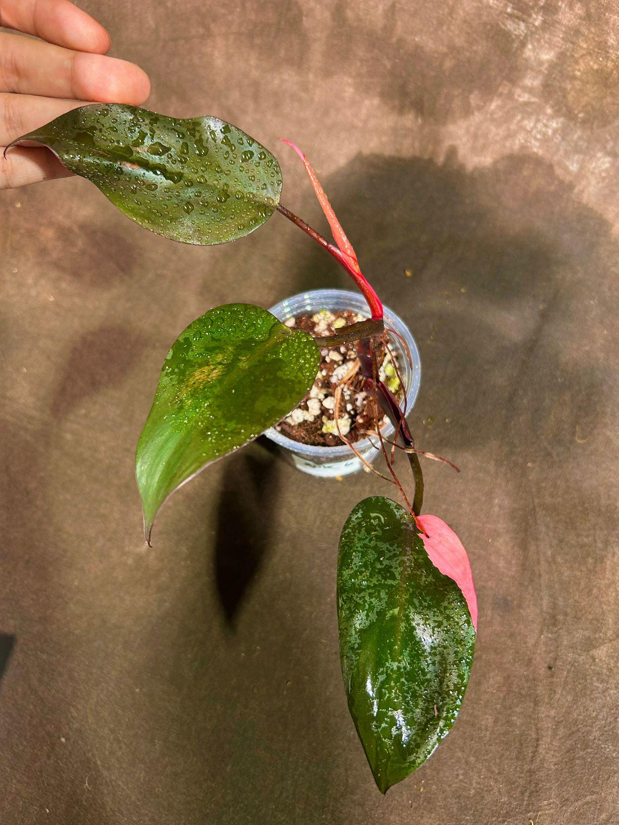 Variegated Philodendron Pink Princess Marble in a Nursery Pot - Indoor Houseplant - Rare Collector Plant - Live Plant - Beginners Plant