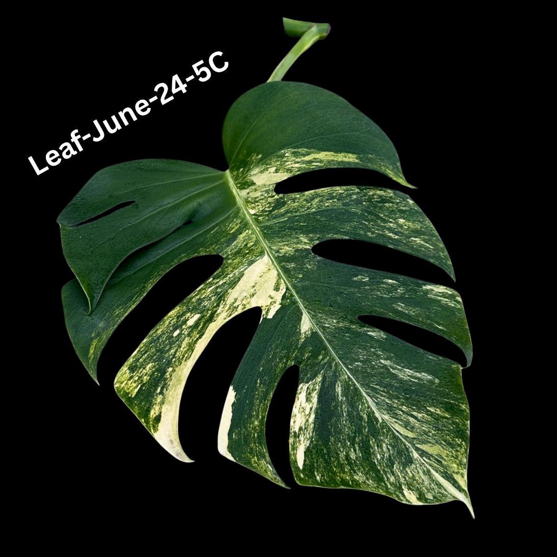 Monstera Aurea Cutting High Variegated Borsigiana - Monstera Aurea Variegata - Monstera Marmota - Gift for Mom - US Seller