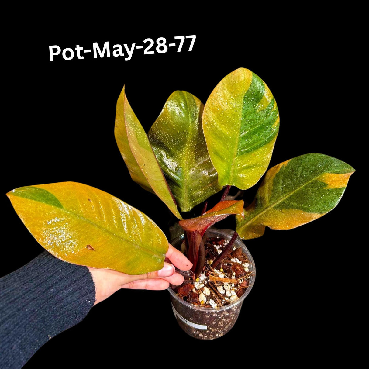 Variegated Black Cardinal Philodendron - Extremely RARE - Collector Plant - Same Plant - US Seller - EXACT Same Pot