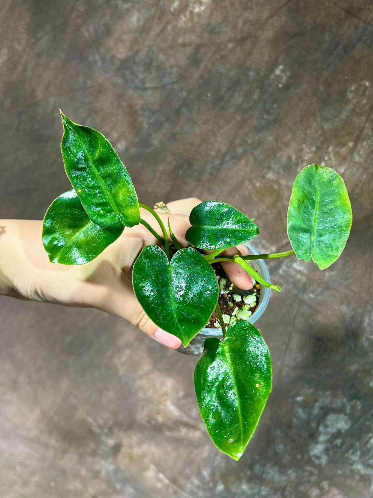 Philodendron Burle Marx in 3" Grow Pot - Indoor & Outdoor Live Tropical Houseplant - Climbing Plant - Gift for Mom - Office Plant