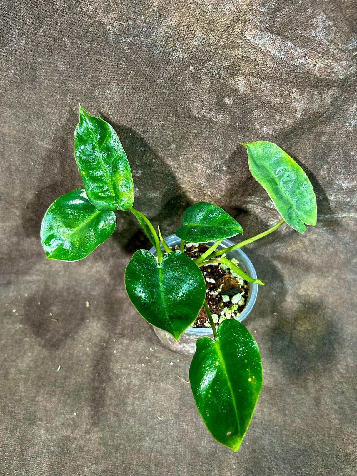 Philodendron Burle Marx in 3" Grow Pot - Indoor & Outdoor Live Tropical Houseplant - Climbing Plant - Gift for Mom - Office Plant