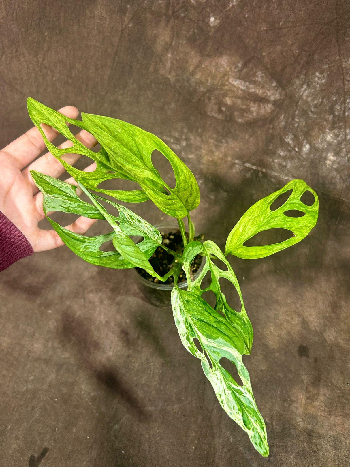 Variegated Monstera Adansonii Indonesian Mint - Rare Monstera Adansonii Mint - Variegated Adansonii Plant - Exact Same Plant - US SELLER