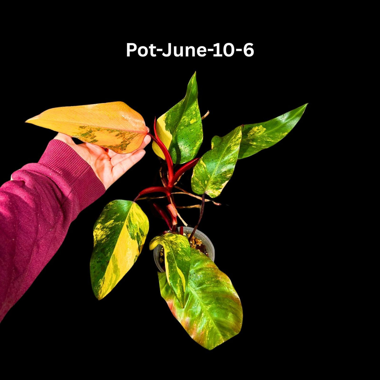 Variegated Philodendron Strawberry Shake Plant Live EXACT - Extremely Rare Strawberry Plant For Collectors - Mother's Day Gift - US Seller