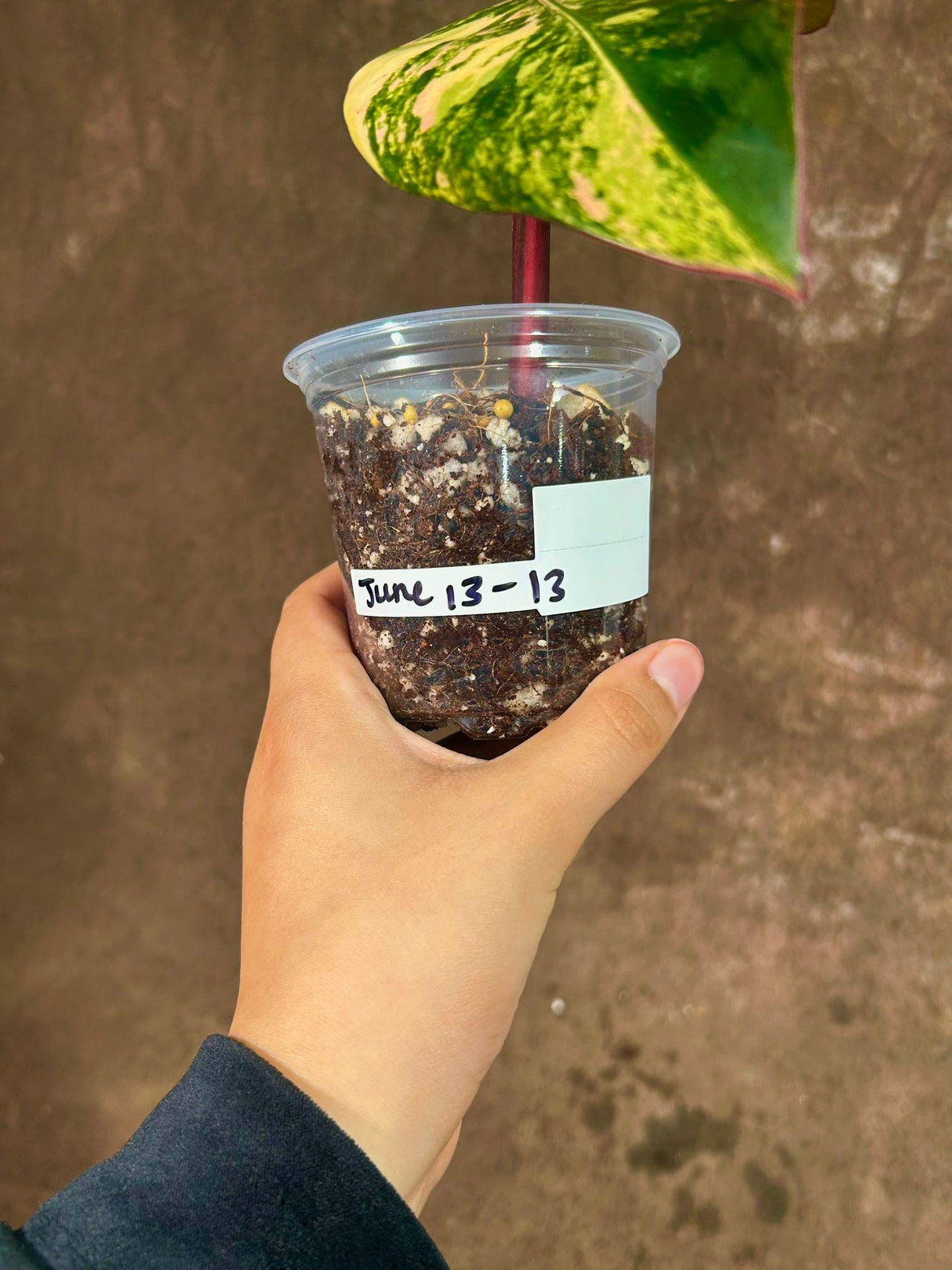 Variegated Philodendron Strawberry Shake - Rare Variegated Strawberry Collector Plant - Gift Indoor Plant - Exact Same Plant - US Seller