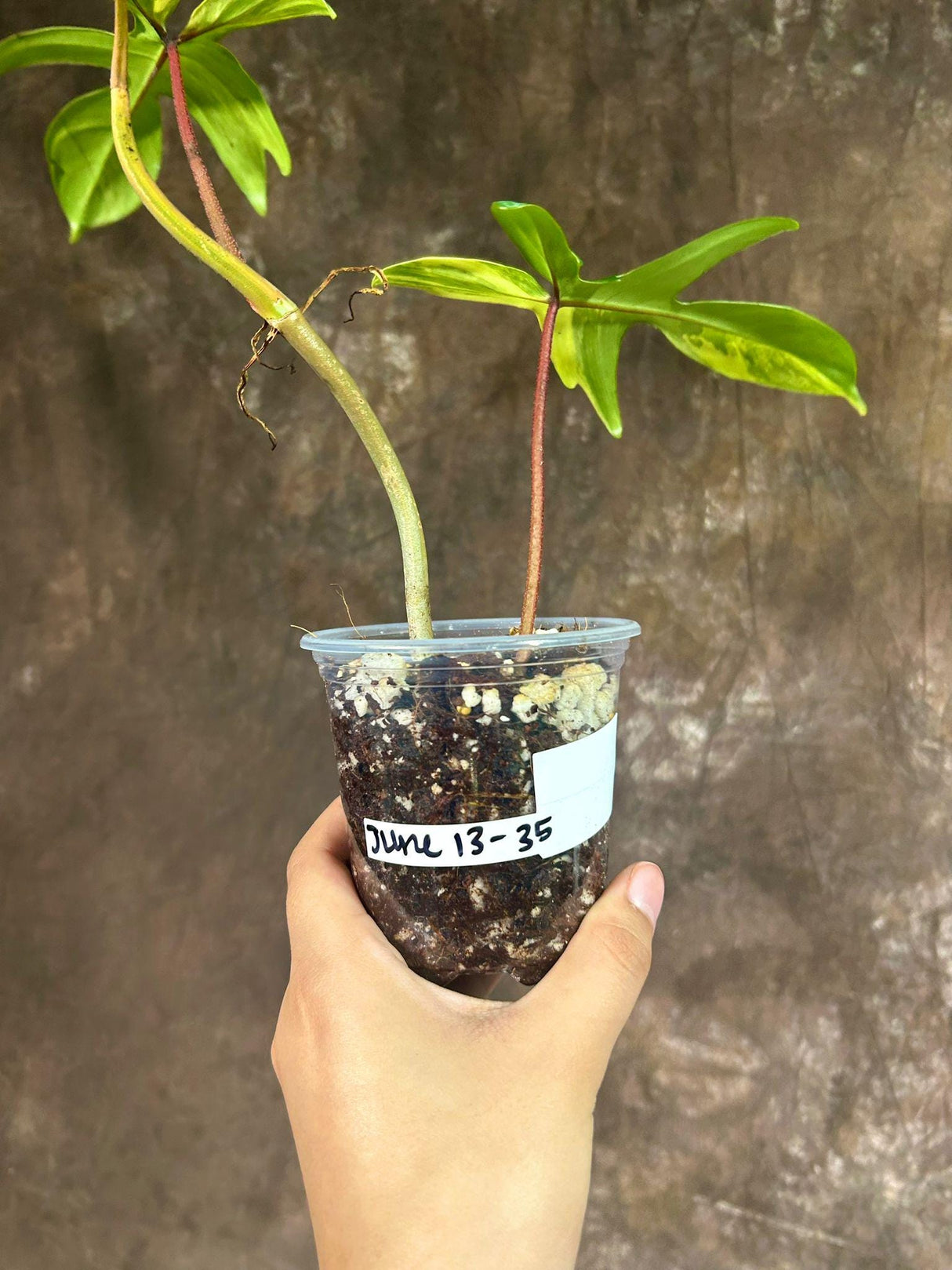 Variegated Philodendron Florida Beauty in a Nursery Pot - Extremely Rare Variegated Live Indoor Plant - Rare Collector Plant - US Seller