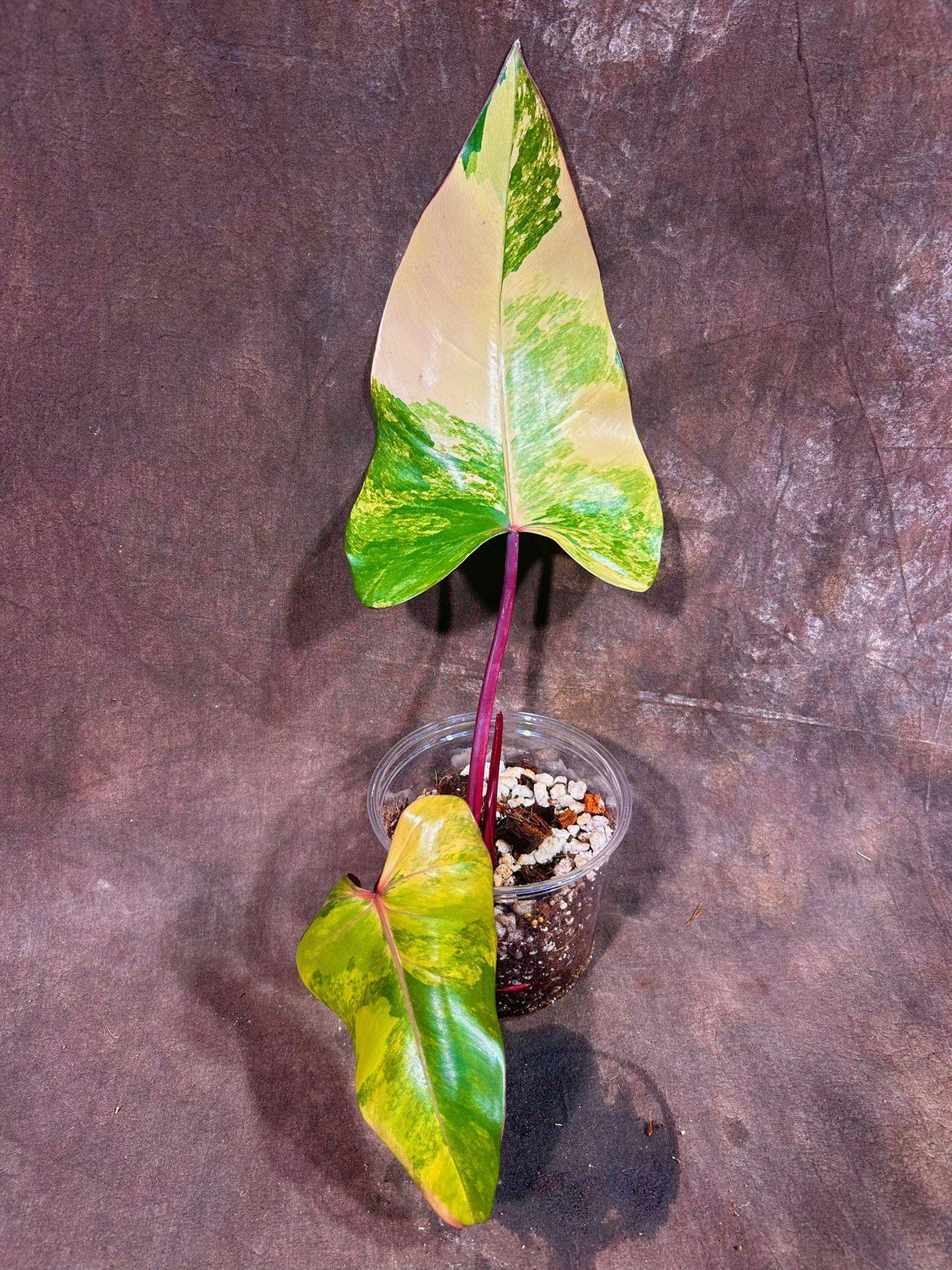 Variegated Philodendron Strawberry Shake EXACT Same Plant - Rare Variegated Strawberry Plant - Collector Plant - Gift Live Plant - US Seller