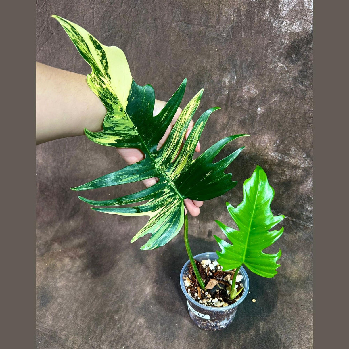 Philodendron Florida Beauty x Tortum Extremely Rare Plant Exact Pot - Cream , White Variegation Super Rare Collector EXACT Plant ER