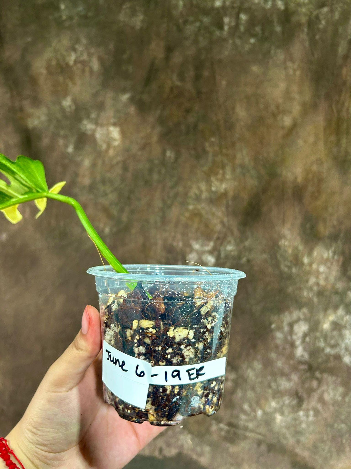 Philodendron Florida Beauty x Tortum Extremely Rare Plant Exact Pot - Cream , White Variegation Super Rare Collector EXACT Plant