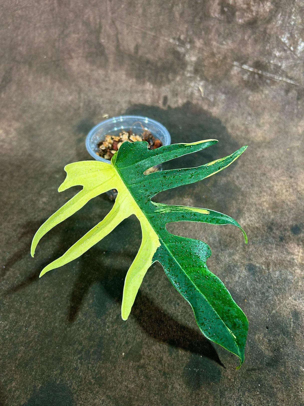 Philodendron Florida Beauty x Tortum Extremely Rare Plant Exact Pot - Cream , White Variegation Super Rare Collector EXACT Plant