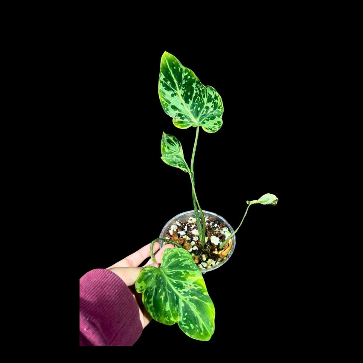 Rare Philodendron Gloriousum Variegated in a Nursery Pot - Live Tropical Houseplant - Beginners Plant - Gift Plant - US Seller