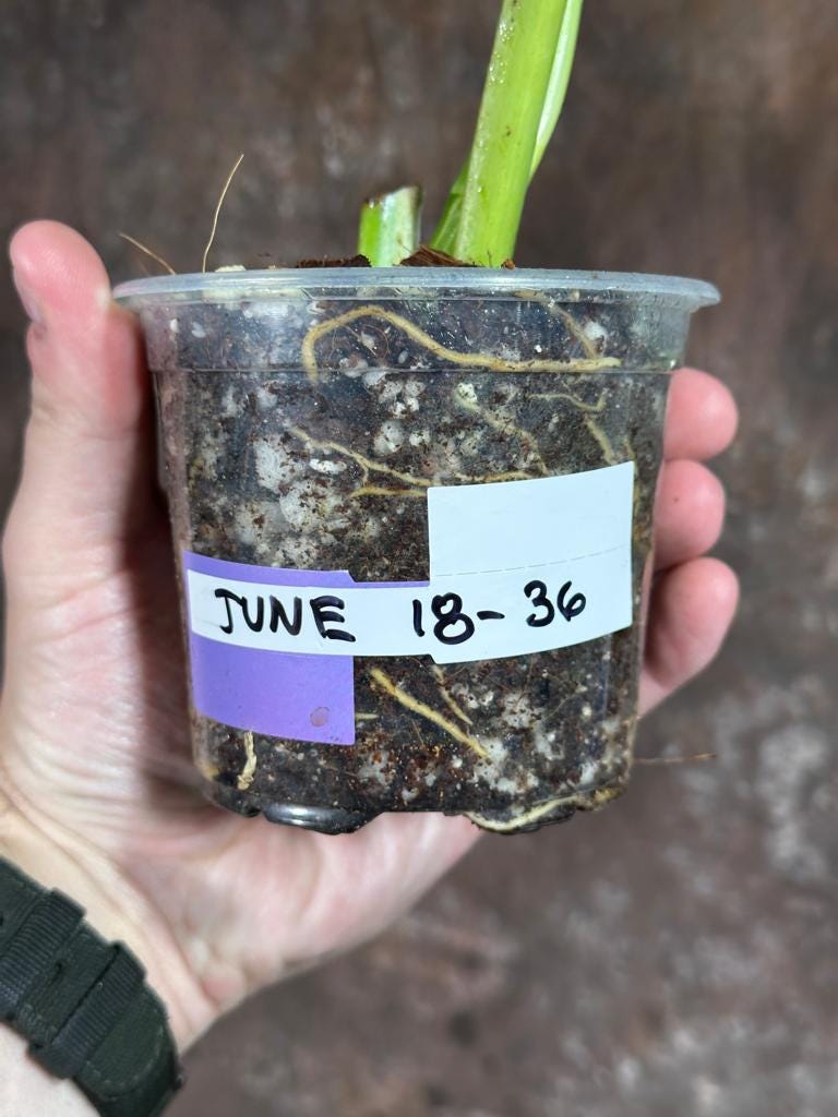 Variegated Syngonium Chiapense Plant in a Nursery Pot - Variegated Syngonium Chiapense - Chiapense Variegated - SAME Plant - US SELLER