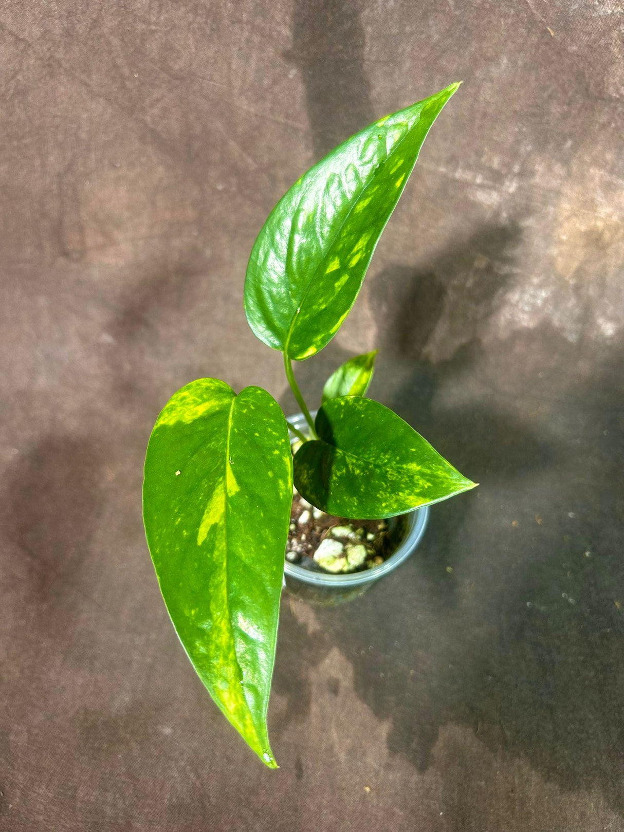 RARE Variegated 'Golden Flame' Epipremnum Pinnatum in a Nursery Pot - Variegated Indoor Plant - SAME Pot as picture - US Seller