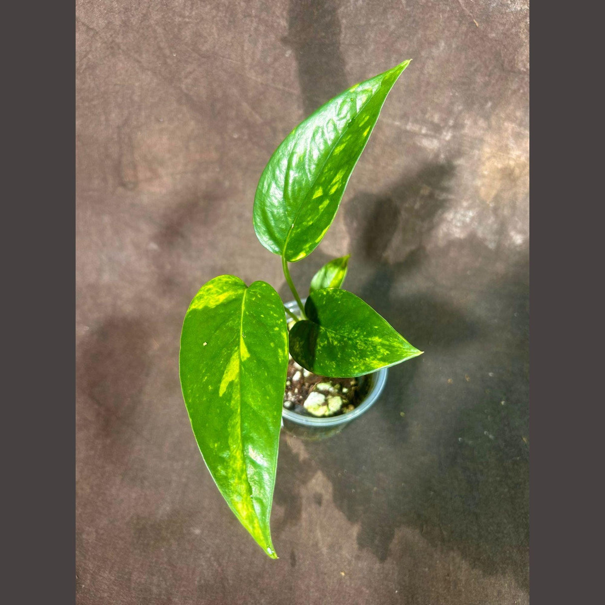 RARE Variegated 'Golden Flame' Epipremnum Pinnatum in a Nursery Pot - Variegated Indoor Plant - SAME Pot as picture - US Seller