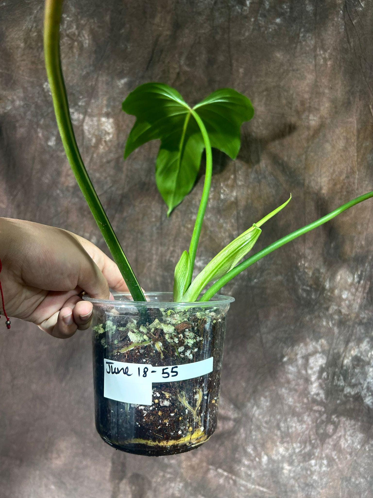 Reverted Golden Dragon Plant in a Nursery Pot- Philodendron Rare Collector Plant - Live Indoor Plant - EXACT Same plant - US Seller