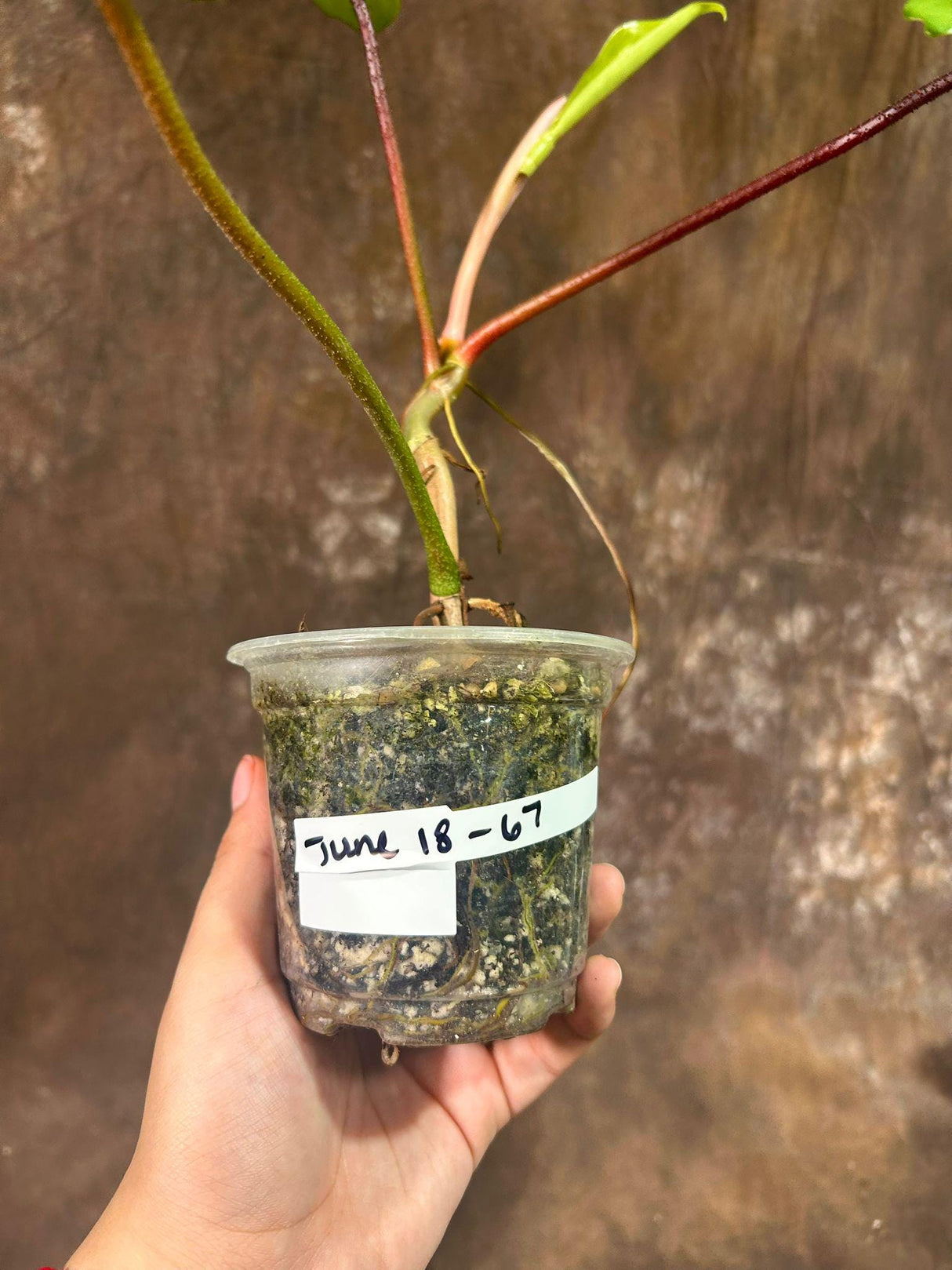 Variegated Philodendron Florida Beauty in a Nursery Pot - Extremely Rare Low Variegated Live Indoor Plant - Rare Collector Plant - US Seller