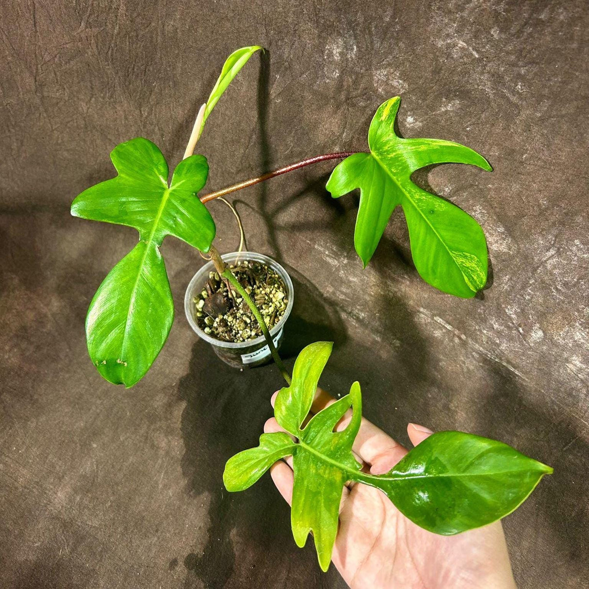 Variegated Philodendron Florida Beauty in a Nursery Pot - Extremely Rare Low Variegated Live Indoor Plant - Rare Collector Plant - US Seller