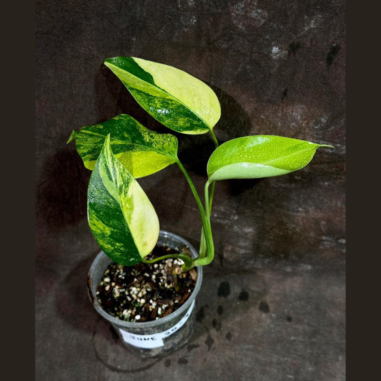 Monstera Aurea Variegated Borsigiana in a Nursery Pot - Monstera Aurea Potted Plant - Monstera Marmota - SAME PLANT as images - US Seller