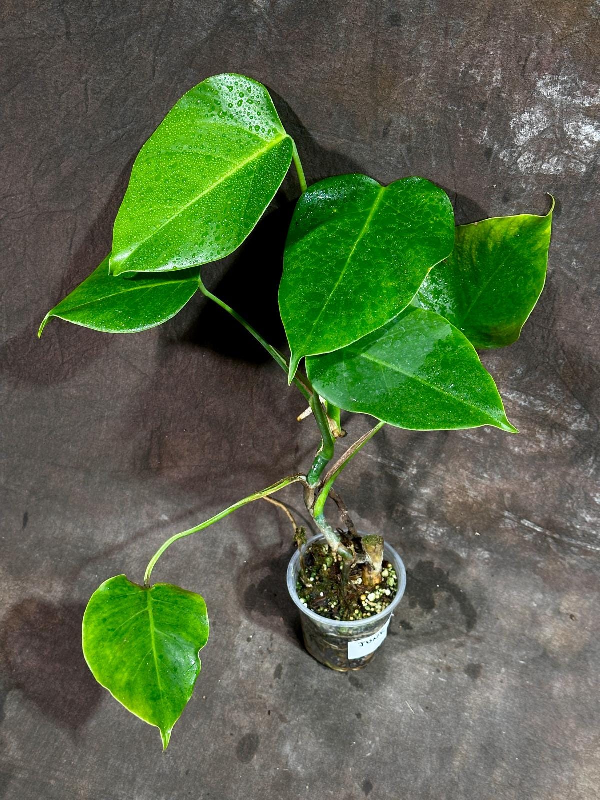 Monstera Aurea Variegated Borsigiana in a Nursery Pot - Monstera Aurea Top Cut potted Plant - Monstera Marmota - Same Plant - US Seller
