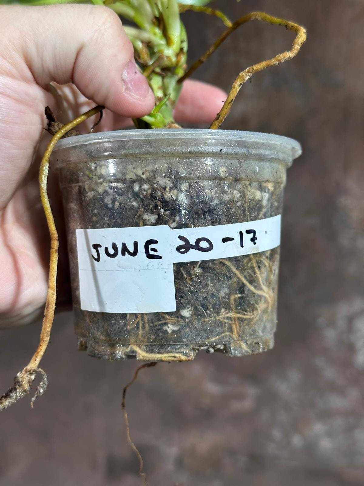 Variegated Burle Marx Philodendron Plant - Indoor & Outdoor Live Tropical House plant - SAME Potted Plant as Image - US Seller