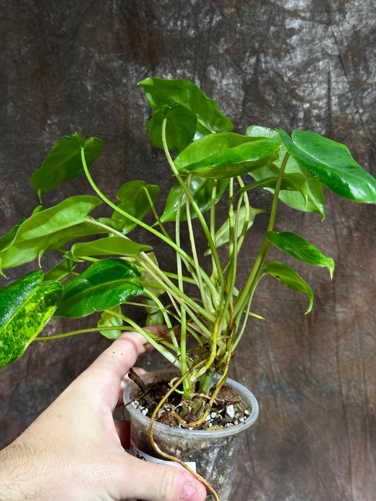Variegated Burle Marx Philodendron Plant - Indoor & Outdoor Live Tropical House plant - SAME Potted Plant as Image - US Seller