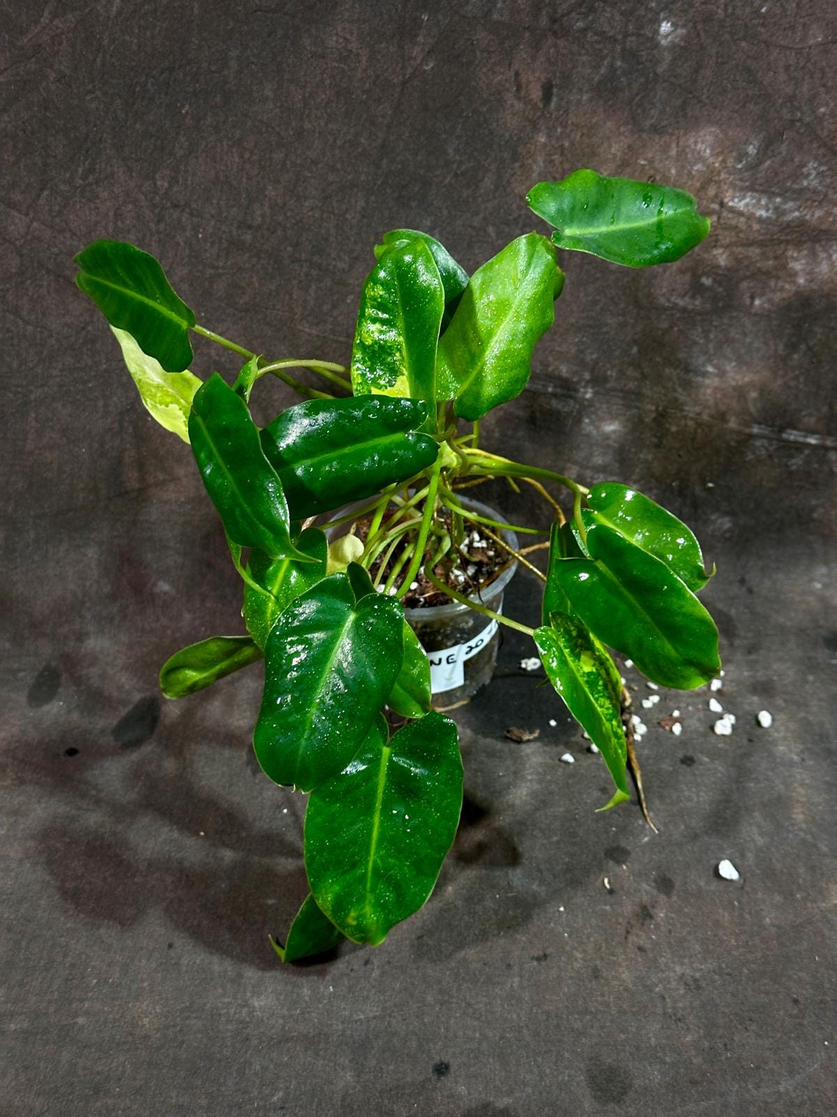 Variegated Burle Marx Philodendron Plant - Indoor & Outdoor Live Tropical House plant - SAME Potted Plant as Image - US Seller