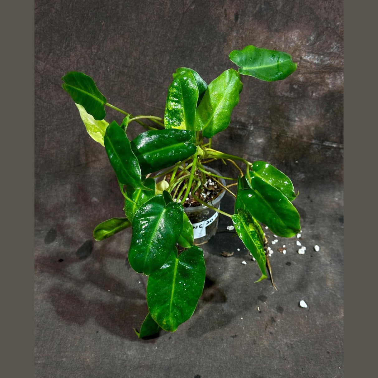 Variegated Burle Marx Philodendron Plant - Indoor & Outdoor Live Tropical House plant - SAME Potted Plant as Image - US Seller